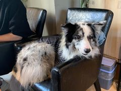 -百好乐宠物友好餐厅(朝外大街店)