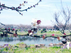 -上海海湾国家森林公园
