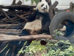-成都动物园