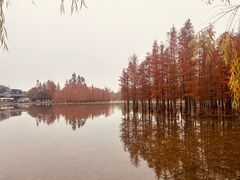 -白鹭湾湿地公园