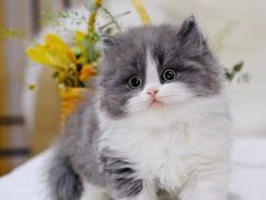-喵百万·布偶·蓝金金渐层英短·猫舍(百子湾店)