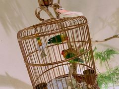 -小厨娘淮扬菜(六合欢乐港店)