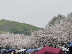 -武汉大学-樱园