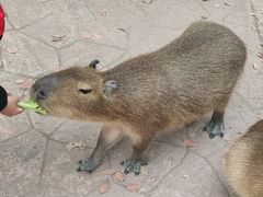 -上海野生动物园