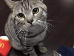 -猫尾侦探俱乐部·剧本杀·狼人杀