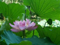 -陈家山荷花公园