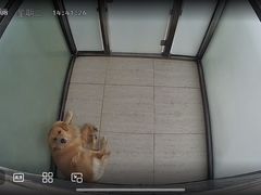 -趣玩宠物乐园寄养训犬训狗游泳池