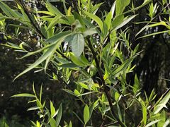 -昆山城市生态森林公园