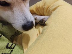 -逗柴咖啡屋·狗咖猫咖宠物桌游