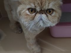 -pd派德宠物中心医院24H急重症·眼科中心·血液透析中心(嵩山北路店)