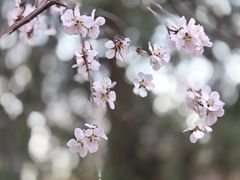 -桃花堤公园