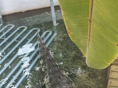 -呀路古热带植物园