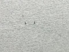 -丁香湖公园