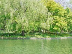 -上海共青森林公园
