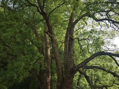 -石台牯牛降景区
