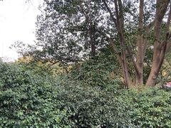-中国茶叶博物馆(双峰馆区)
