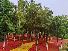 -大兴滨河森林公园