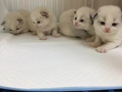 -东方名猫馆·英短金渐层布偶猫舍(环线广场1号楼店)