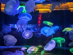 -太平洋海底世界