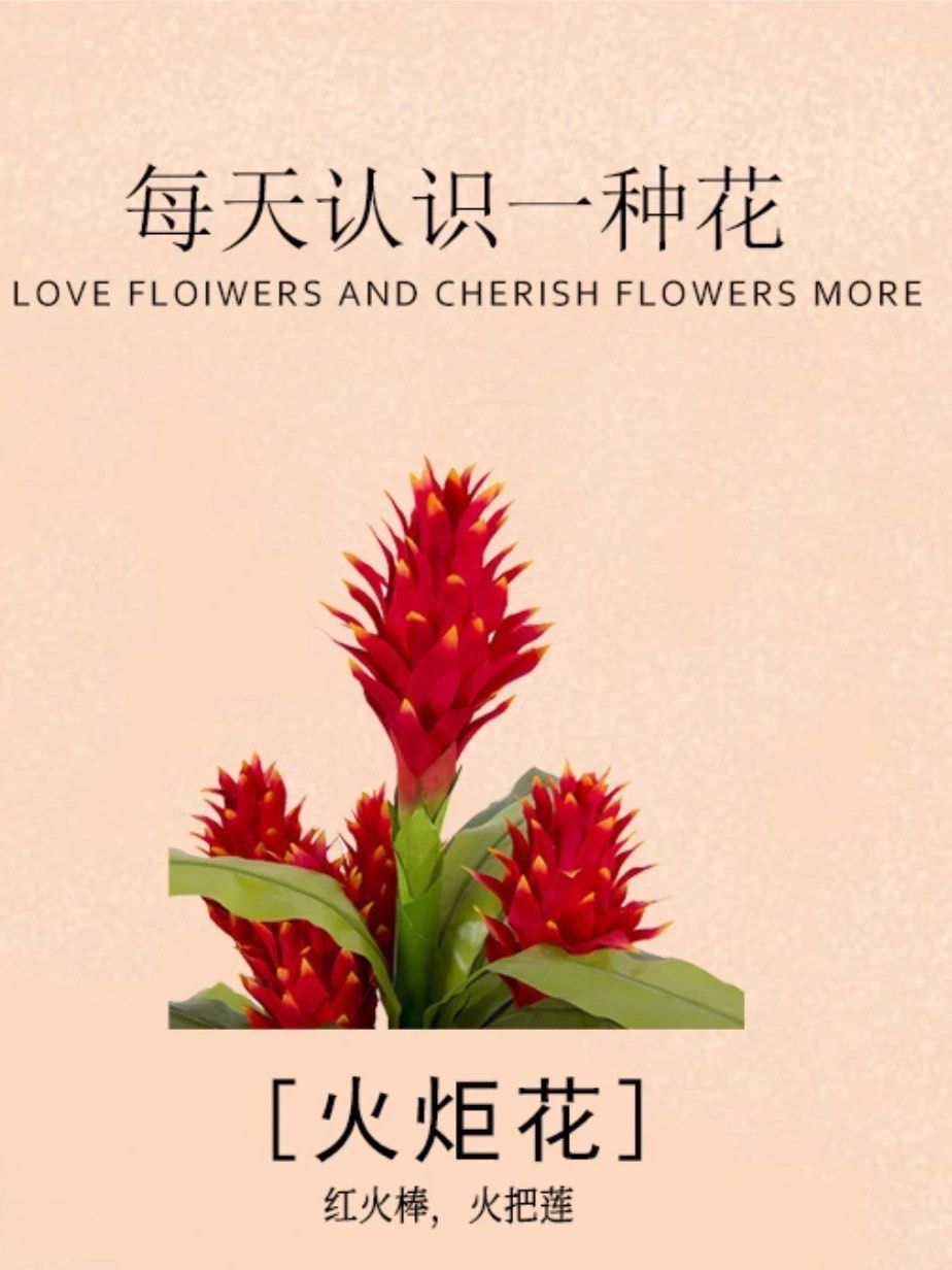 
红火棒,火把莲
花种简介
花语