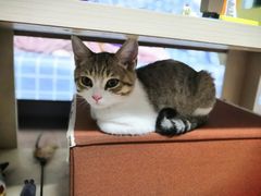 -凯特喵百思猫专科医院