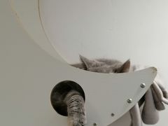 -楼上猫咖(罗湖店)