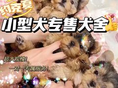 -萌宠之家·腊肠犬·马尔泰·小体犬舍