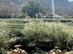 -中国茶叶博物馆(双峰馆区)