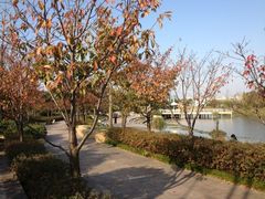 -新江湾城公园