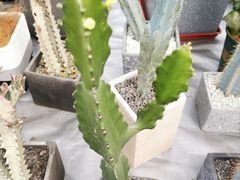 -秦美花卉(天朗·莱茵小城2期店)