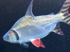 -龙大花卉苗木市场