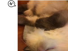 -李小姐の猫咖啡馆(五角场店)