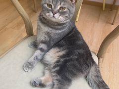 -猫咪派对(江南西店)