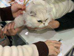 -伟伟宠物医院·CT影像中心·瑞派犬猫综合性门诊(汉口总院)