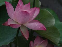 -陈家山荷花公园