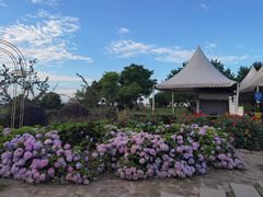 -紫颐香薰山谷景区