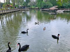 -溱湖国家湿地公园