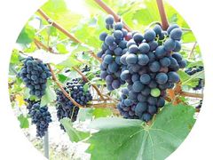 -金谷域澳洲庄园