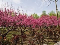 -莲花池公园