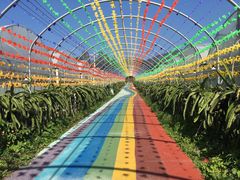 -海堤葡萄园中小学生研学基地