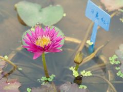 -池杉湖湿地公园