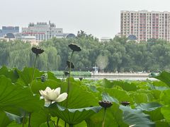 -莲花池公园