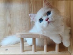 -山宅一喵德文卷毛猫舍