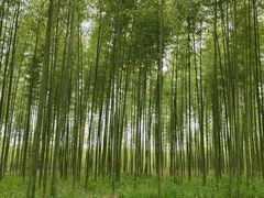 -黄海国家森林公园