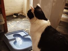 Anne猫窝咖啡屋-Anne猫窝咖啡屋