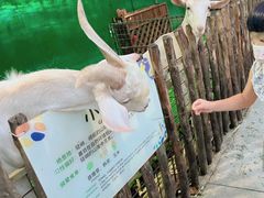 -史努比缤纷世界