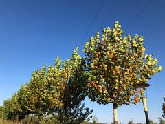 -永定河休闲森林公园