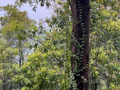 -风云岭森林公园