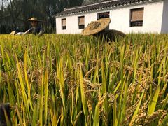 -溱湖国家湿地公园