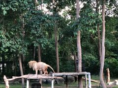 -清迈夜间动物园